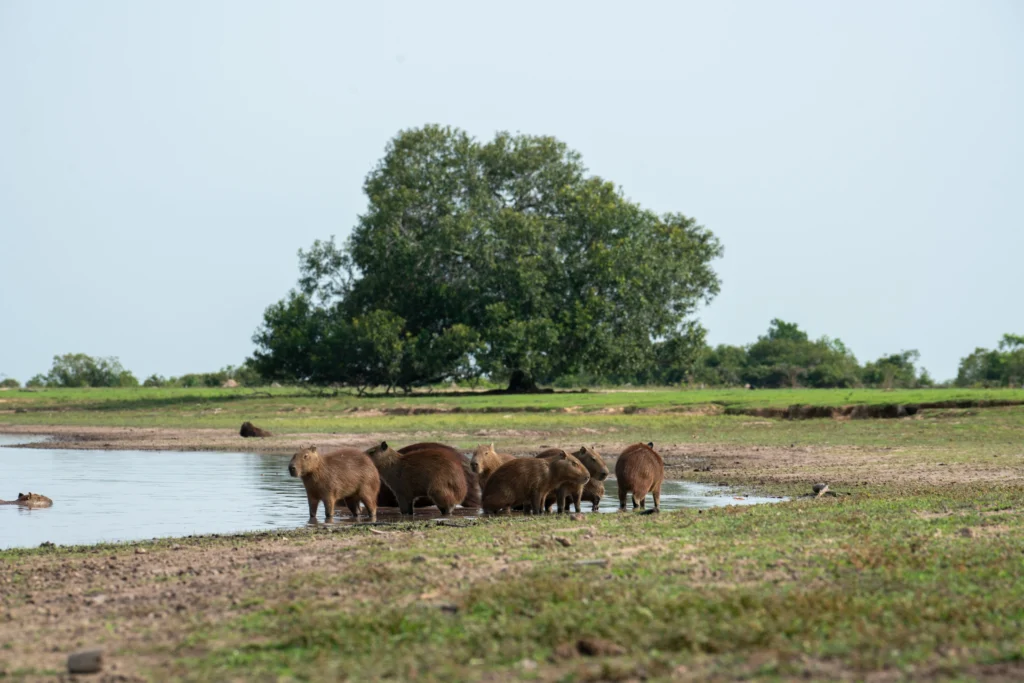 Yala or Udawalawe